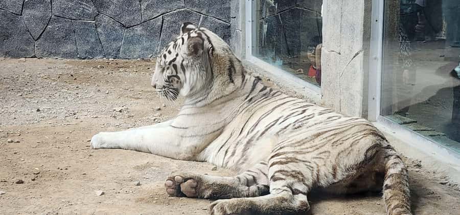 Safari World Zoo and Wahiba Sands with Sunset - Who will enjoy this desert day most?
