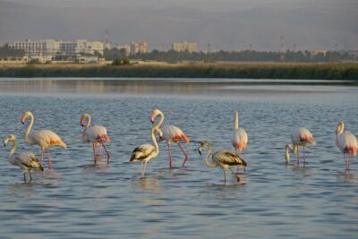 Salalah by Night Tour – Charming Evening in the Garden City