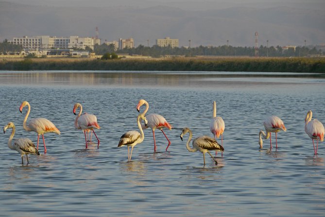 Salalah by Night Tour - Charming Evening in the Garden City - The Museum of the Frankincense Land and medieval port ruins