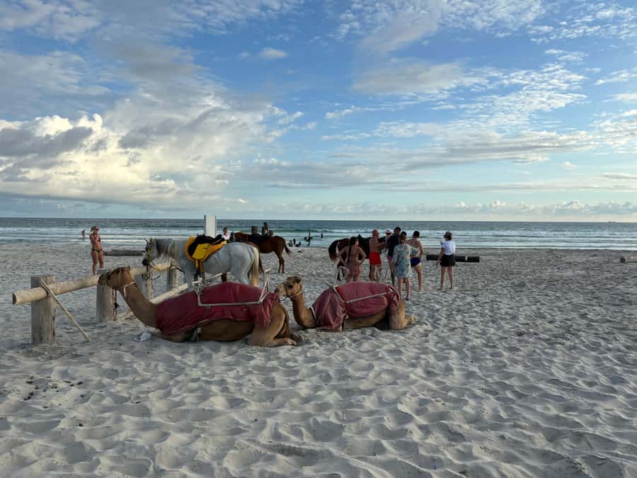 Salalah: Camel Riding on the Beach - The guides and the level of service