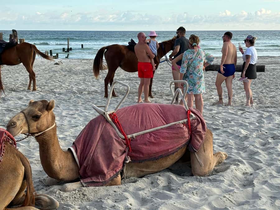 Salalah: Camel Riding on the Beach - Animal welfare deserves your attention