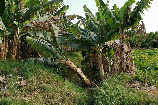 Salalah City private tour - all-inclusive sightseeing tour - Coconut, Banana, and Local Fruit Plantations