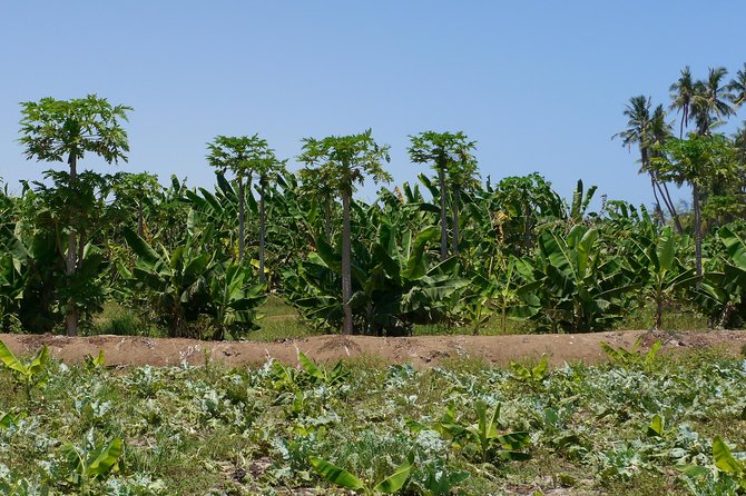 Salalah City Tour + West Coast Combo (Mughsail beach, blowholes) - Al Haffa’s palms, fruit, and irrigation channels