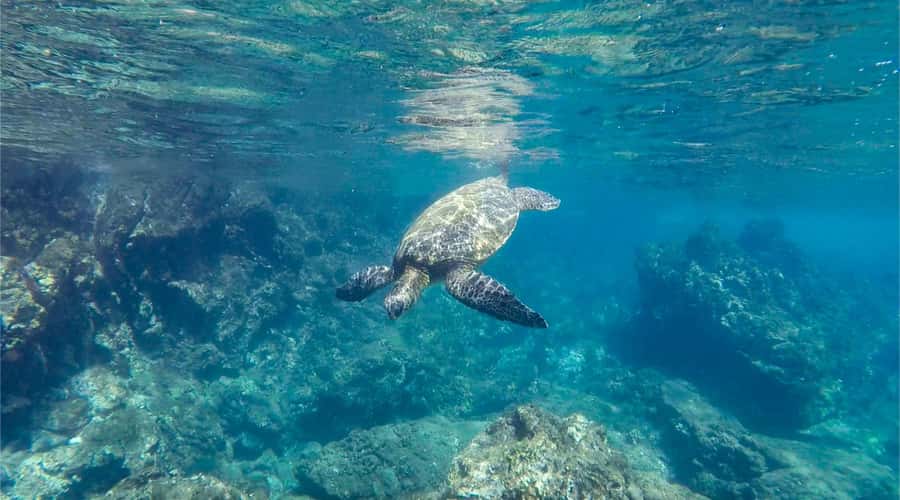 Salalah: Discover Mirbat's Snorkeling Paradise Guided Tour - Quick reasons to consider this Mirbat snorkeling trip