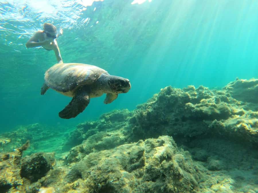 Salalah: Discover Mirbat's Snorkeling Paradise Guided Tour - Why a guide matters beneath the surface