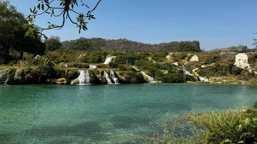 Salalah East Adventure: Waterfalls, Mountain & Safari - Baobab trees add a strange and memorable pause