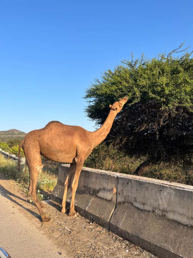 Salalah East Adventure: Waterfalls, Mountain & Safari - The mountain road becomes a small safari