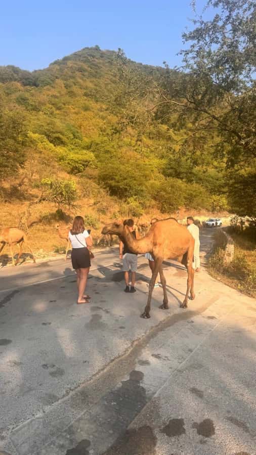 Salalah East Tour: Taqah , Darbat waterfall,camel's baobab - What the $117 price really buys