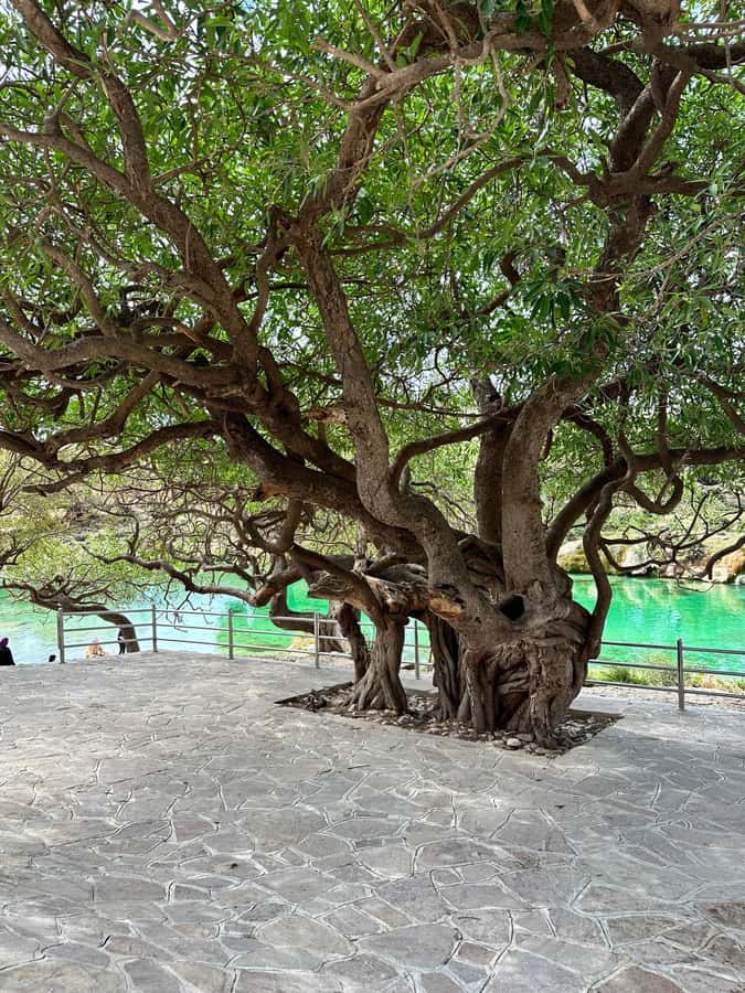 Salalah: Half-Day Guided Tour to Wadi Darbat & Mount Samhan - Why this half-day route works from Salalah