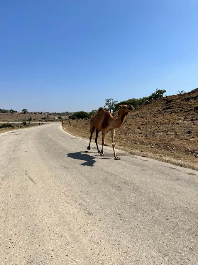 Salalah: Half-Day Guided Tour to Wadi Darbat & Mount Samhan - Mount Samhan delivers the widest views