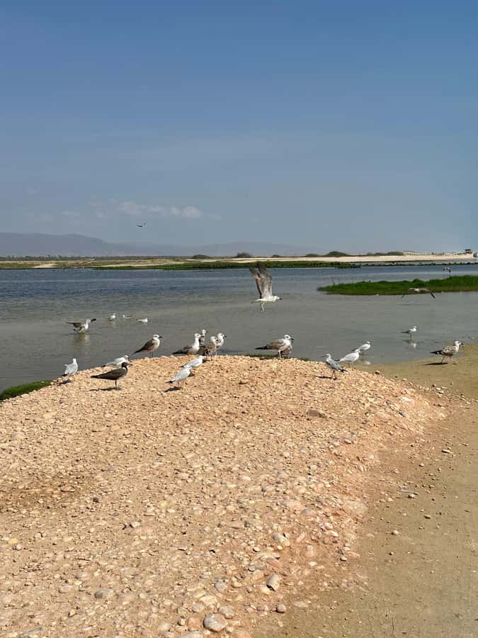 Salalah: Half-Day Guided Tour to Wadi Darbat & Mount Samhan - The guide can make or break the outing