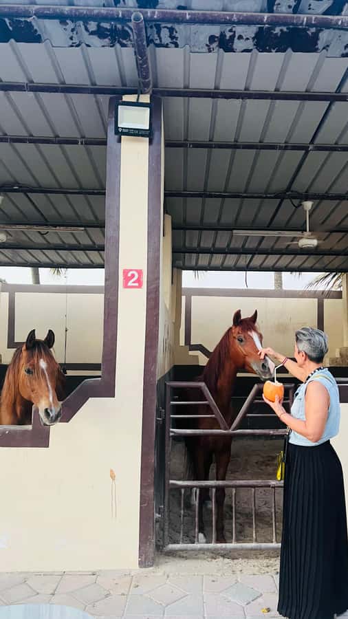 Salalah: Horse Riding by the Beach - The ride itself: a gentle coastal outing