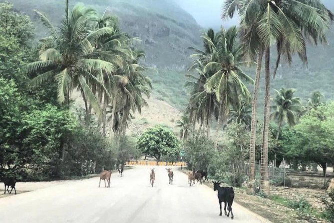 Salalah Mountain Safari Tour 2(Full Day Tour) - Hamran Water Spring and the first taste of Salalah’s mountains