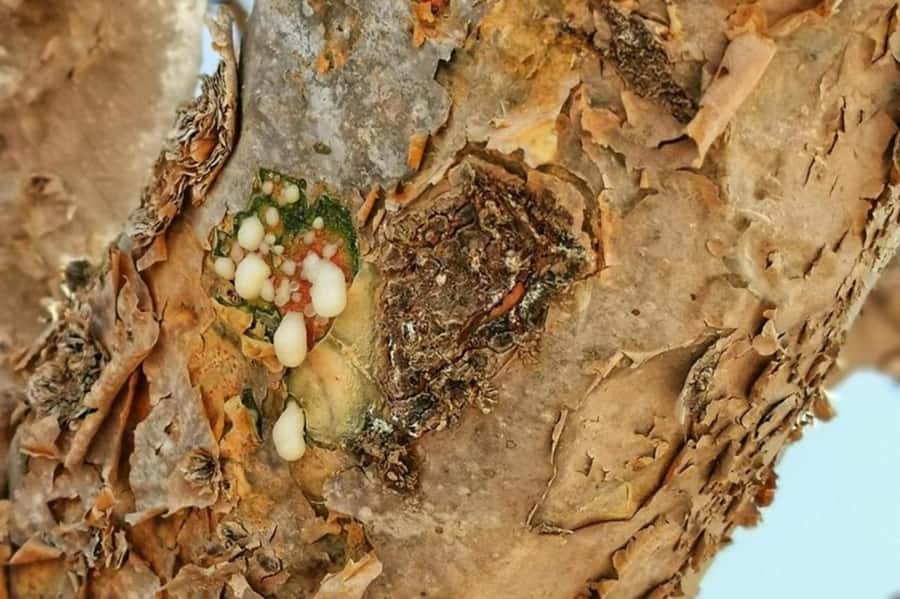 Salalah's Hidden Gems: East & West Adventure - The westward drive follows frankincense country