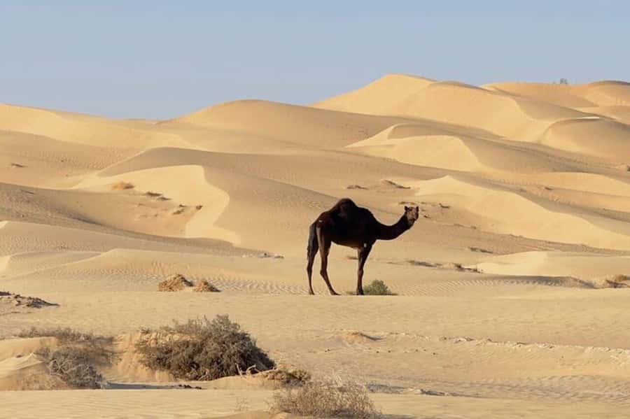 Salalah: Sunset desert safari tour in salalah(private tour) - Guides who shape the day
