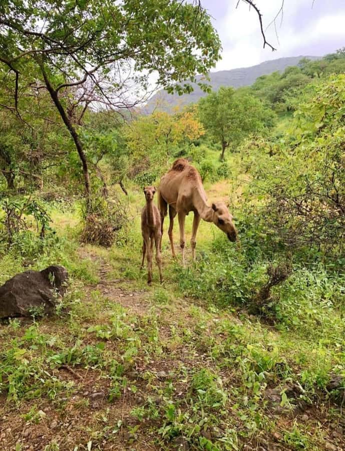 Salalah: Wadi Darbat, ,Teeq Cave - Baobou Trees Tour - Key points at a glance