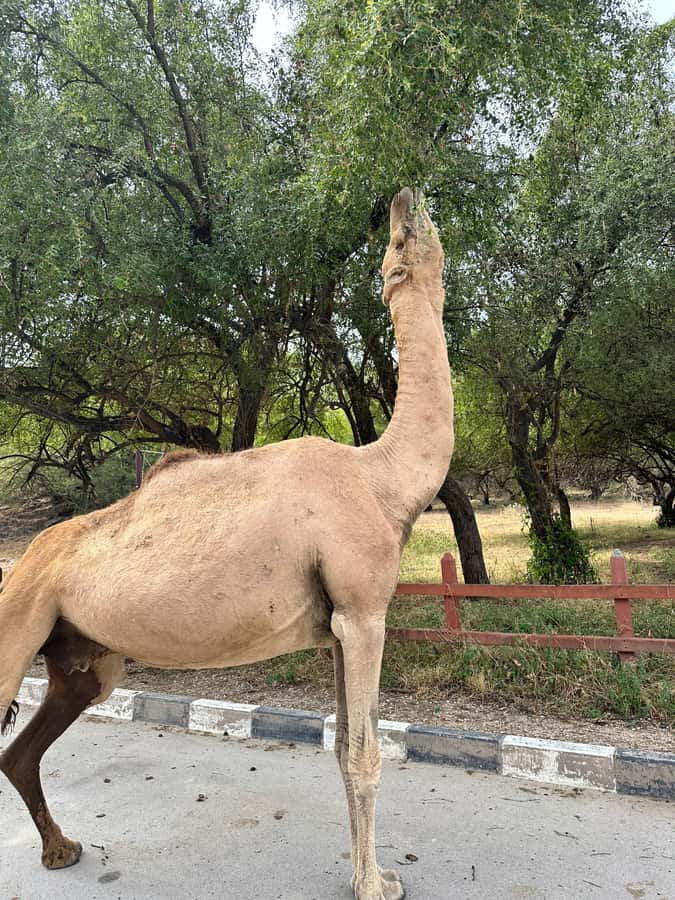Salalah: Wadi Darbat, ,Teeq Cave - Baobou Trees Tour - Taqah Castle: a short look at Dhofar’s past