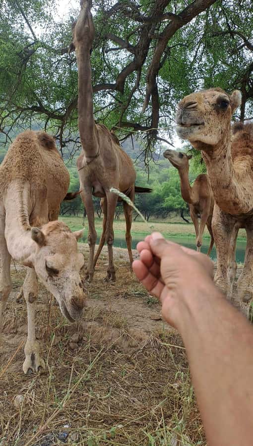 Salalah: Wadi Darbat, ,Teeq Cave - Baobou Trees Tour - Taqah Beach and Plateau: an easy first stop
