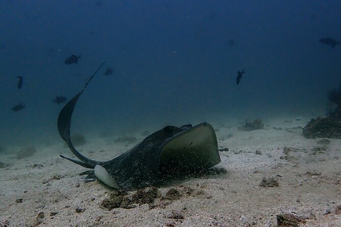 Scuba Diving Adventure in Musandam, Oman - Key points to know before you go