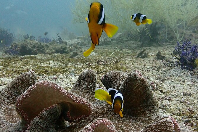 Scuba Diving Adventure in Musandam, Oman - The boat ride and getting your equipment ready
