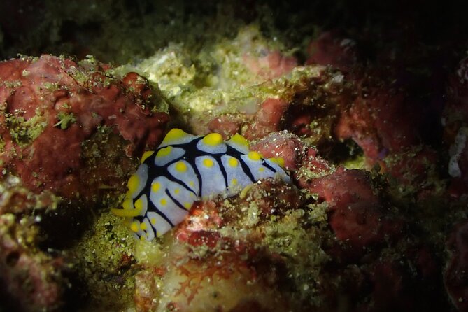 Scuba Diving Adventure in Musandam, Oman - Marine life in the Gulf of Oman