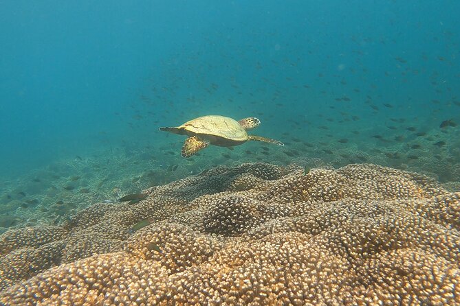 Scuba Diving in muscat - Why the guide matters, especially for beginners