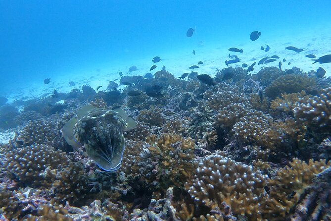 Scuba Diving in muscat - Snacks, drinks, and the real value of the price