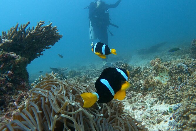 Scuba Diving in muscat - Getting comfortable in the wetsuit and mask