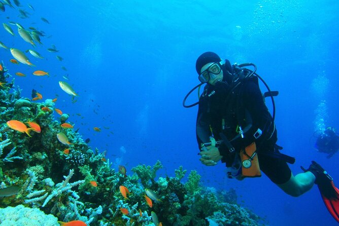 Scuba Diving to Dimaniyat Islands Muscat Oman - Why the Daymaniyat Islands are worth the boat ride