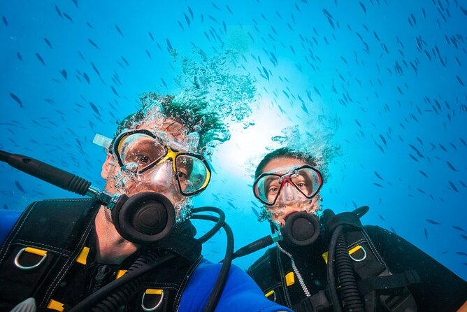 Scuba Diving to Dimaniyat Islands Muscat Oman - A second look at reefs, walls, and larger animals