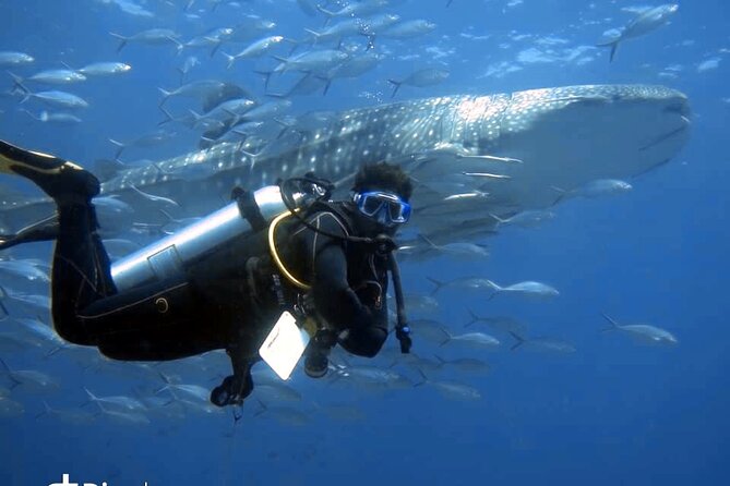 Scuba Diving Trips to Dimaniyat Islands - Key points to know before booking