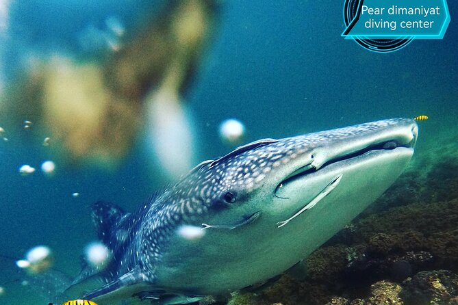 Scuba Diving Trips to Dimaniyat Islands - Snorkeling above coral gardens