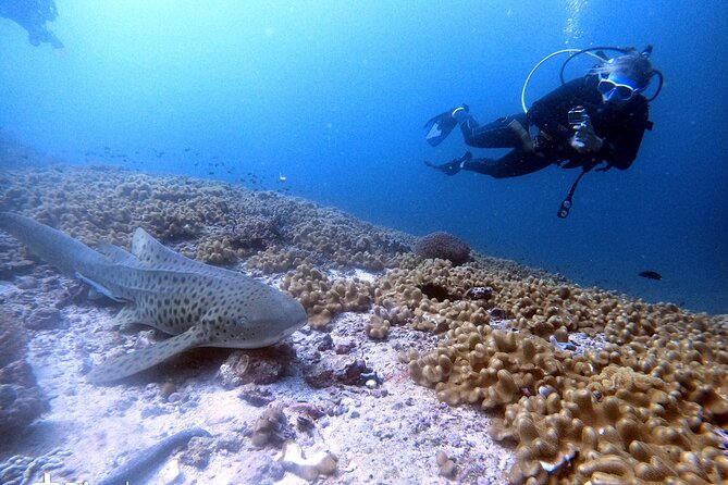 Scuba Diving Trips to Dimaniyat Islands - Wildlife, coral, and realistic expectations