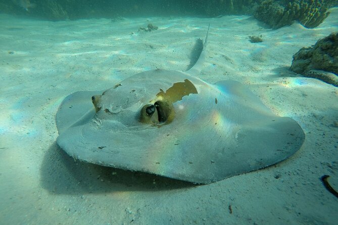 Snorkeling Adventure to Daymaniat Islands - Key points at a glance
