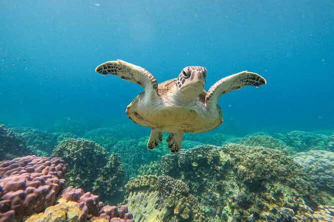 Snorkeling Adventure to Daymaniat Islands - Why the Daymaniat Islands are worth your morning