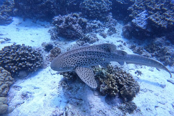 Snorkeling Adventure to Daymaniat Islands - Second snorkeling site: more water time, more variety