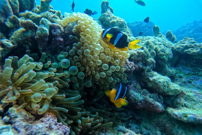Snorkeling Adventure to Daymaniat Islands - The seasonal beach stop from November through April