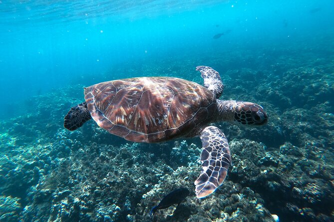 Snorkeling Adventure to Daymaniat Islands - What is included for the $110 price