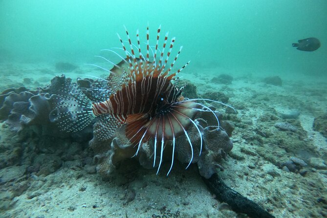 Snorkeling at Dimaniyat Islands and Dolphin Watching - From Al Seeb Port to the open sea