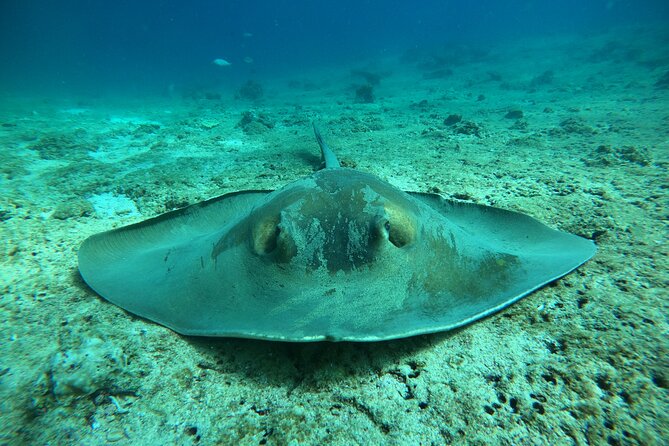 Snorkeling at Dimaniyat Islands and Dolphin Watching - Dolphin watching without a guarantee