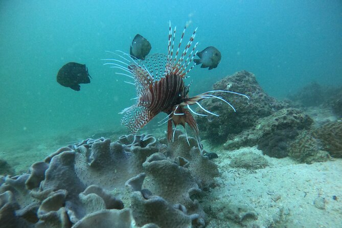 Snorkeling at Dimaniyat Islands and Dolphin Watching - Al Alam Palace from the water