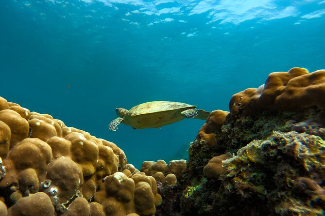 Snorkeling Experience at Ad Daymaniyat Islands in Muscat - First stop: the turtle gathering