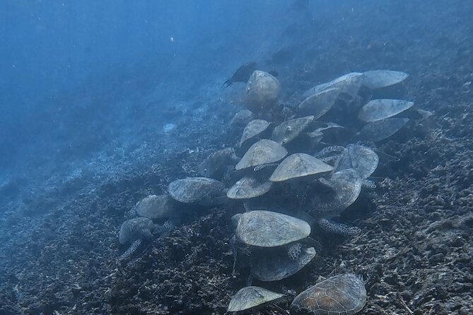 Snorkeling Experience at Ad Daymaniyat Islands in Muscat - Why the guides make a real difference