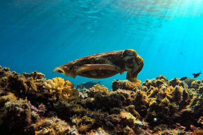Snorkeling Experience at Ad Daymaniyat Islands in Muscat - A small group, but not a private charter