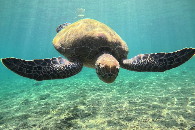 Snorkeling Experience at Ad Daymaniyat Islands in Muscat - What $99 includes in practical value