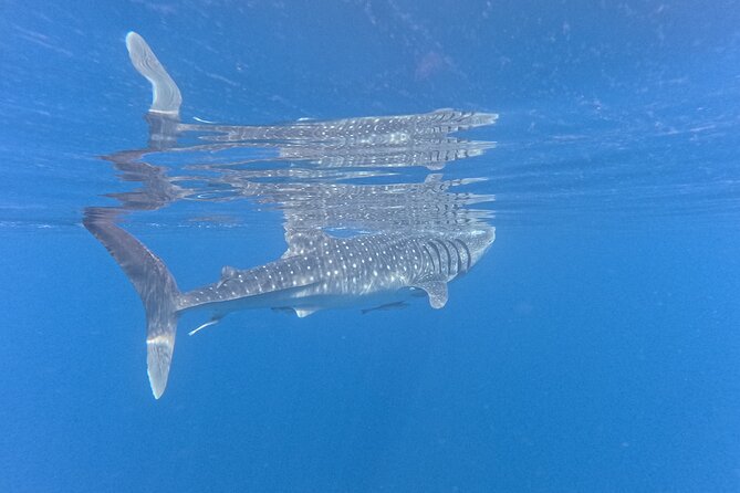 Snorkeling Experience at Ad Daymaniyat Islands in Muscat - Who should choose this snorkeling trip