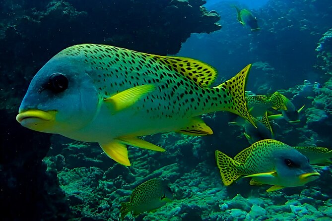 Snorkeling Experience at Ad Daymaniyat Islands in Muscat - Three sites, three different underwater views