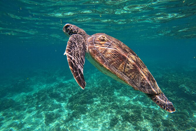 Snorkeling in Daymaniat Island - What the boat gives you for the price
