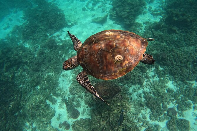 Snorkeling in Daymaniat Island - A small group, but not a private charter