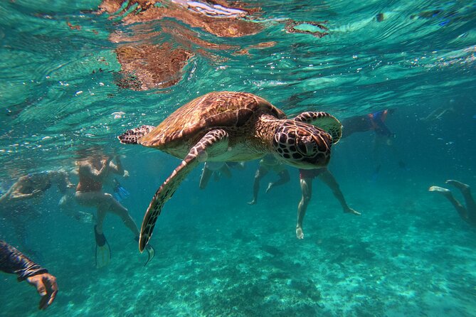 Snorkeling in Daymaniat Island - Who will get the most from this outing